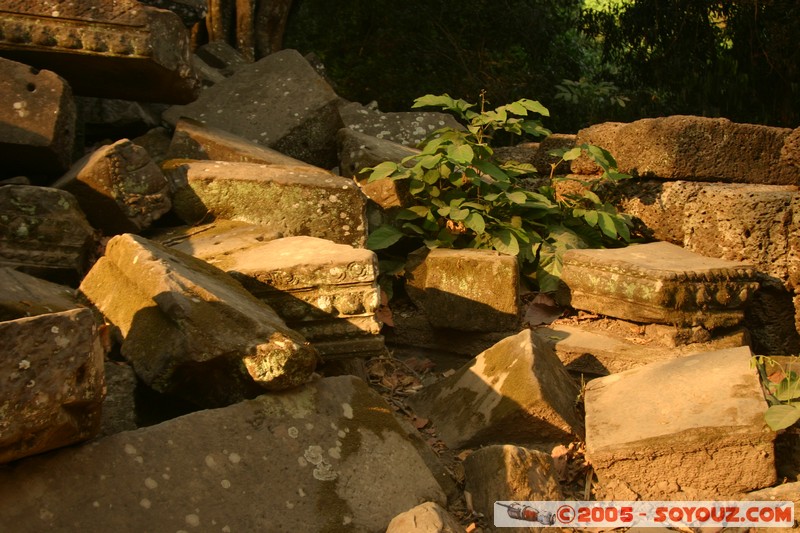 Angkor - Ta Prohm
Mots-clés: patrimoine unesco Ruines sunset