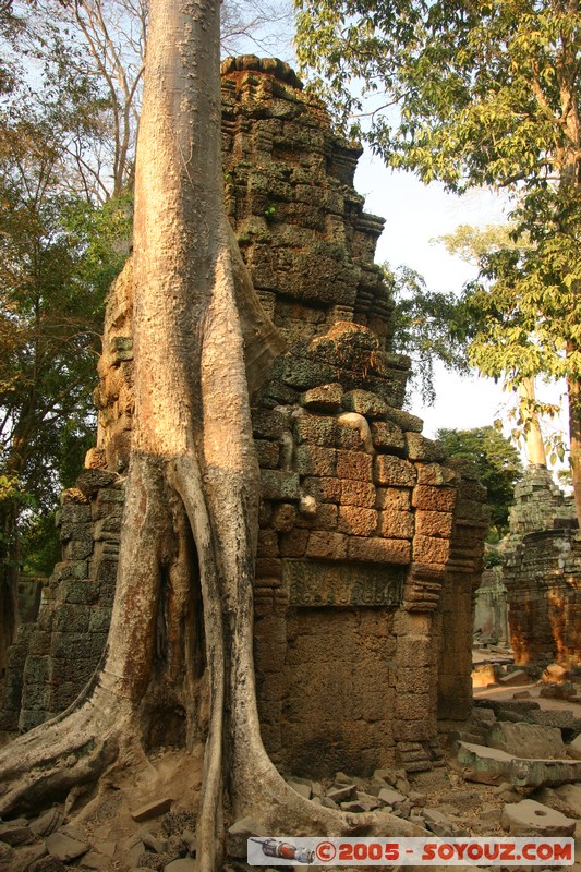 Angkor - Ta Prohm
Mots-clés: patrimoine unesco Ruines sunset