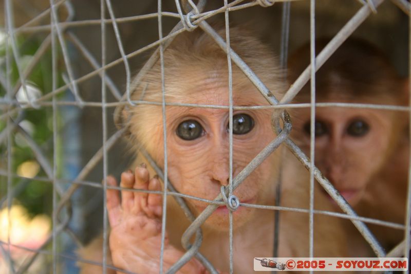 Saigon - Giac Lam Pagoda - Monkeys
Mots-clés: Vietnam HÃ´-Chi-Minh-Ville Ho Chi Minh animals singes