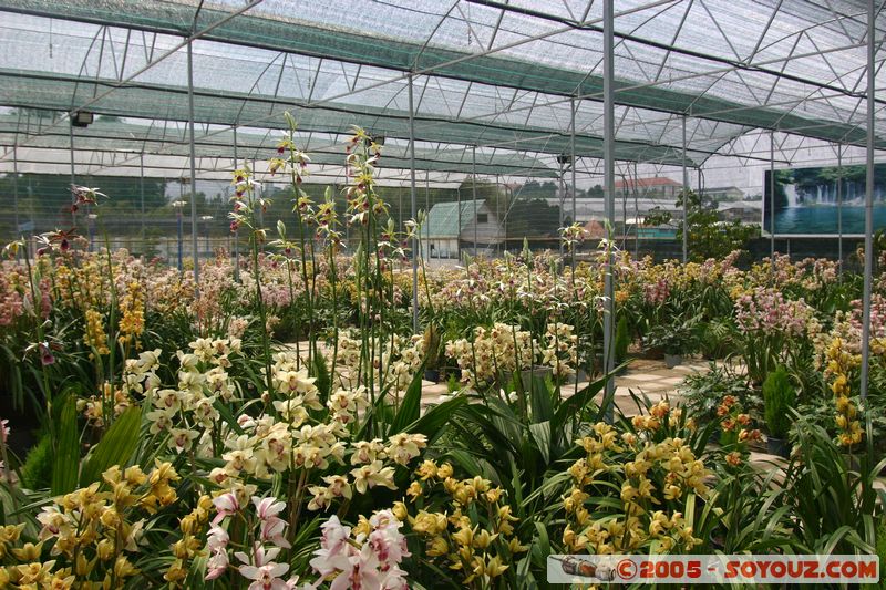 Dalat - Vuon Hoa (Flower Gardens)
Mots-clés: Vietnam fleur