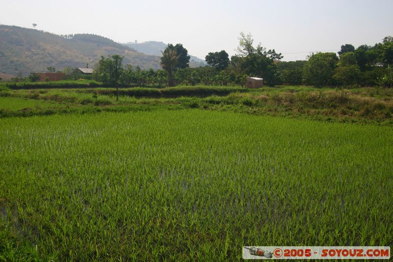 Around Dalat - Rice paddies
Mots-clés: Vietnam Riziere