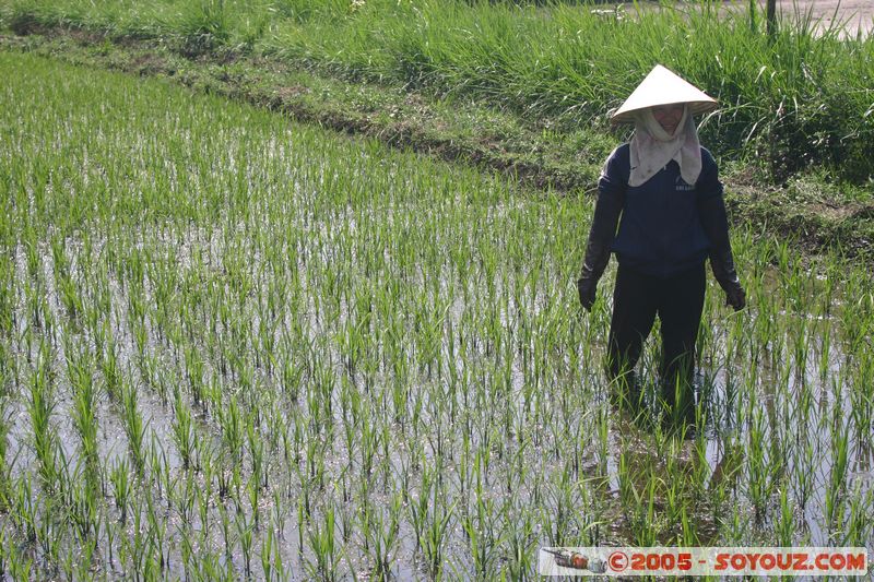 Around Dalat - Rice paddies
Mots-clés: Vietnam personnes Riziere