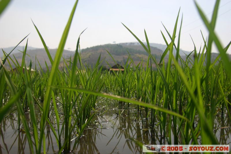 Around Dalat - Rice paddies
Mots-clés: Vietnam Riziere