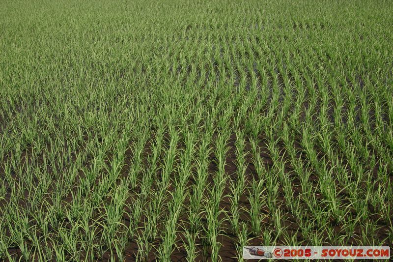 Around Dalat - Rice paddies
Mots-clés: Vietnam Riziere