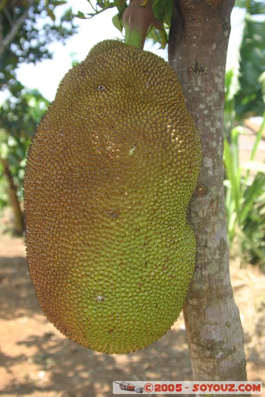 Around Dalat - Jack fruit
Mots-clés: Vietnam fruit