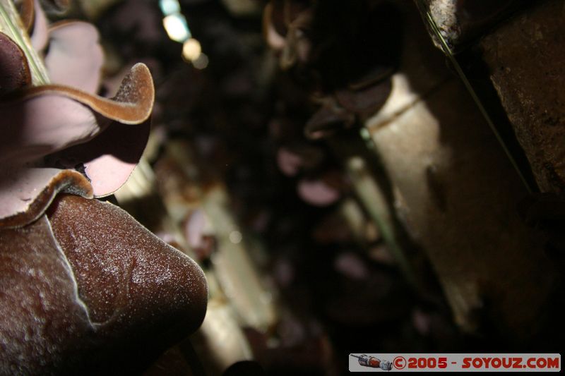 Around Dalat - Mushroom Farm
Mots-clés: Vietnam champignon