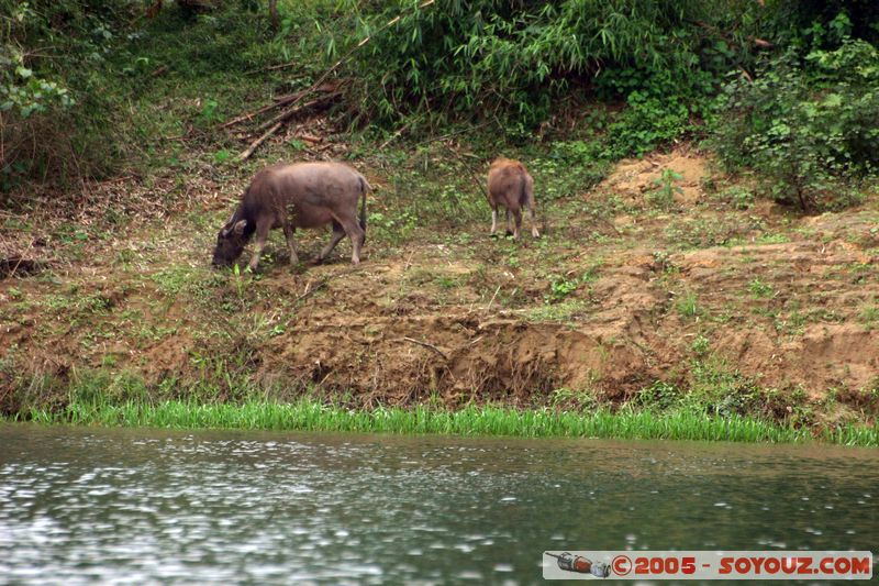 Perfume River - Water buffalo
Mots-clés: Vietnam animals vaches Buffle