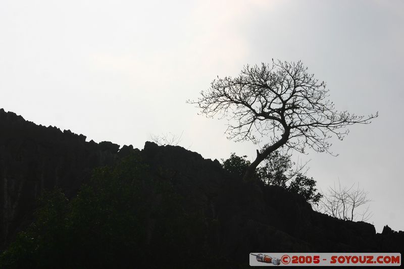 Ninh Binh - Hoa Lu
Mots-clés: Vietnam Arbres sunset