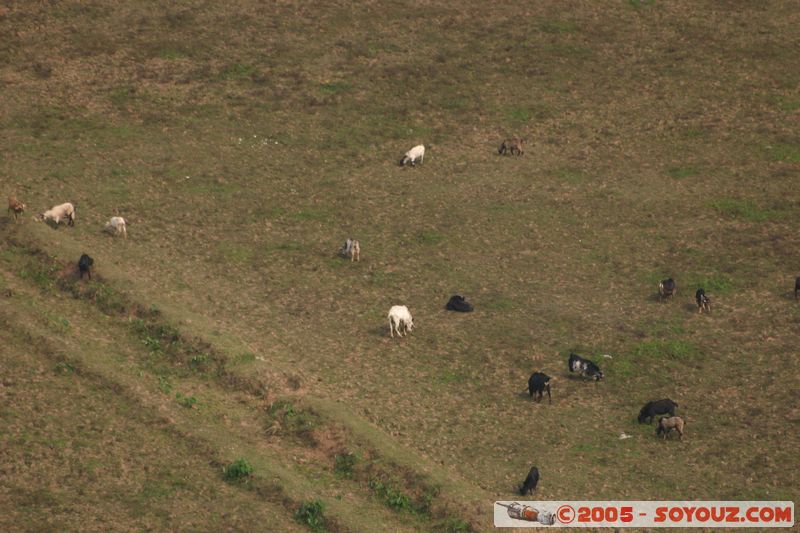 Ninh Binh - Hoa Lu
Mots-clés: Vietnam animals