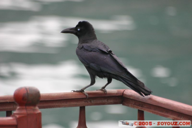 Halong Bay - Crow
Mots-clés: Vietnam mer animals oiseau Corbeau