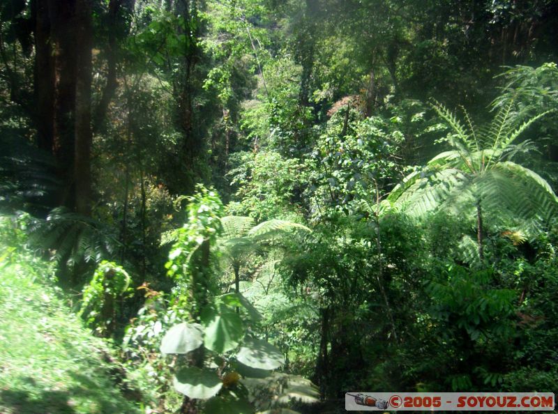 Jungle walks
Mots-clés: Cameron Highlands Jungle Treking Malaysia Tanah Rata Tea Plantations