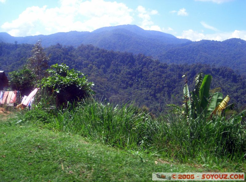 Jungle walks
Mots-clés: Cameron Highlands Jungle Treking Malaysia Tanah Rata Tea Plantations