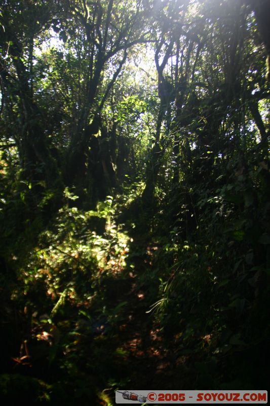 Jungle walks
Mots-clés: Cameron Highlands Jungle Treking Malaysia Tanah Rata Tea Plantations