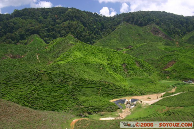 Cameron Bharat Tea Estate
Mots-clés: Cameron Highlands Jungle Treking Malaysia Tanah Rata Tea Plantations