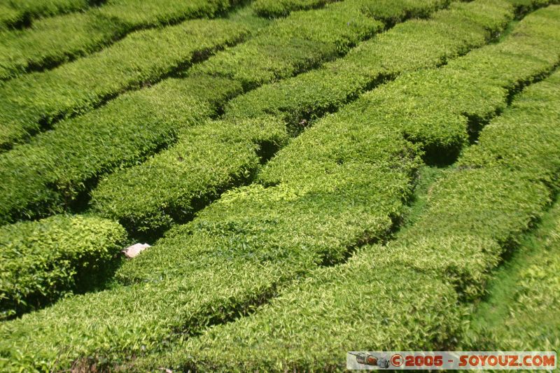 Cameron Bharat Tea Estate
Mots-clés: Cameron Highlands Jungle Treking Malaysia Tanah Rata Tea Plantations