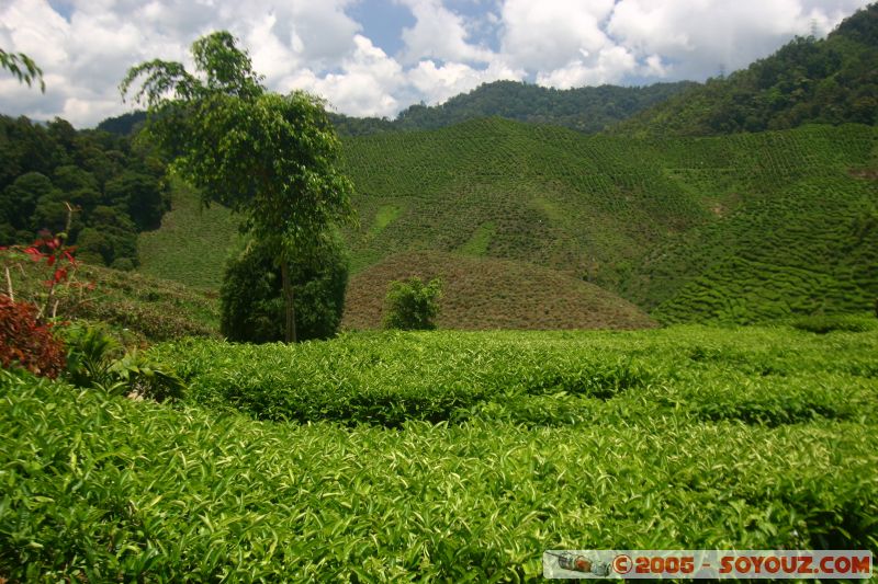 Cameron Bharat Tea Estate
Mots-clés: Cameron Highlands Jungle Treking Malaysia Tanah Rata Tea Plantations