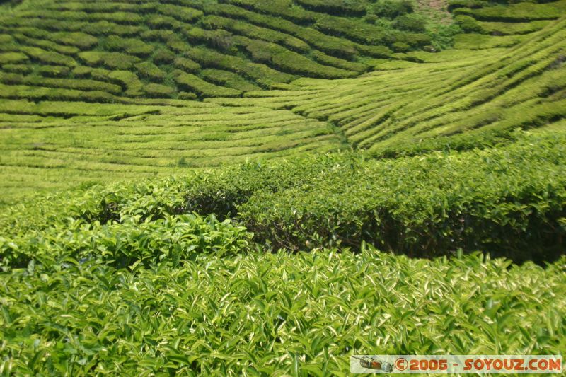 Cameron Bharat Tea Estate
Mots-clés: Cameron Highlands Jungle Treking Malaysia Tanah Rata Tea Plantations