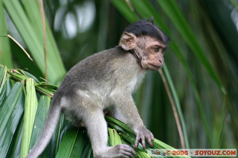 Singe en libérté à Lake Gardens
Free monkey in Lake Gardens
Mots-clés: Central Market Dataran Merdeka Federal Territory Kuala Lumpur Malaysia Masjid Negara Menara Petronas Twin Towers Twin Towers