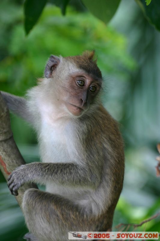 Singe en libérté à Lake Gardens
Free monkey in Lake Gardens
Mots-clés: Central Market Dataran Merdeka Federal Territory Kuala Lumpur Malaysia Masjid Negara Menara Petronas Twin Towers Twin Towers