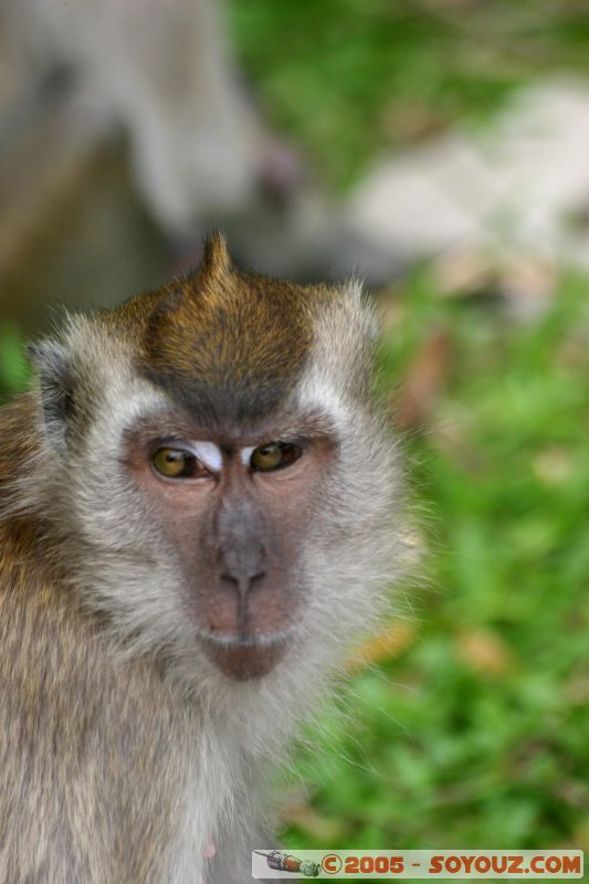 Singe en libérté à Lake Gardens
Free monkey in Lake Gardens
Mots-clés: Central Market Dataran Merdeka Federal Territory Kuala Lumpur Malaysia Masjid Negara Menara Petronas Twin Towers Twin Towers