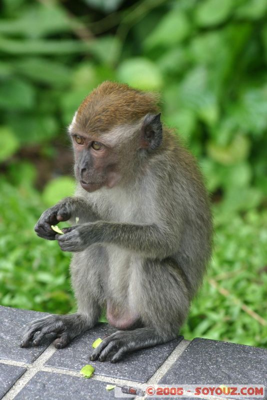 Singe en libérté à Lake Gardens
Free monkey in Lake Gardens
Mots-clés: Central Market Dataran Merdeka Federal Territory Kuala Lumpur Malaysia Masjid Negara Menara Petronas Twin Towers Twin Towers