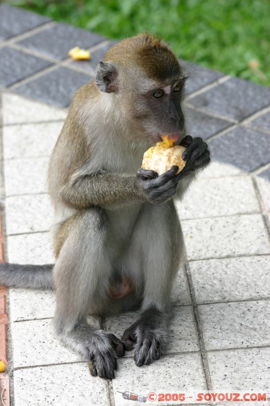 Singe en libérté à Lake Gardens
Free monkey in Lake Gardens
Mots-clés: Central Market Dataran Merdeka Federal Territory Kuala Lumpur Malaysia Masjid Negara Menara Petronas Twin Towers Twin Towers