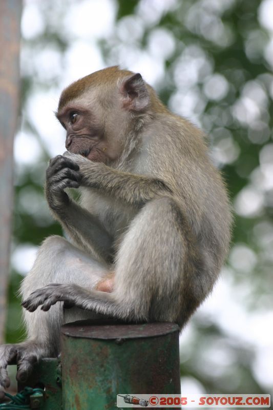 Singe en libérté à Lake Gardens
Free monkey in Lake Gardens
Mots-clés: Central Market Dataran Merdeka Federal Territory Kuala Lumpur Malaysia Masjid Negara Menara Petronas Twin Towers Twin Towers