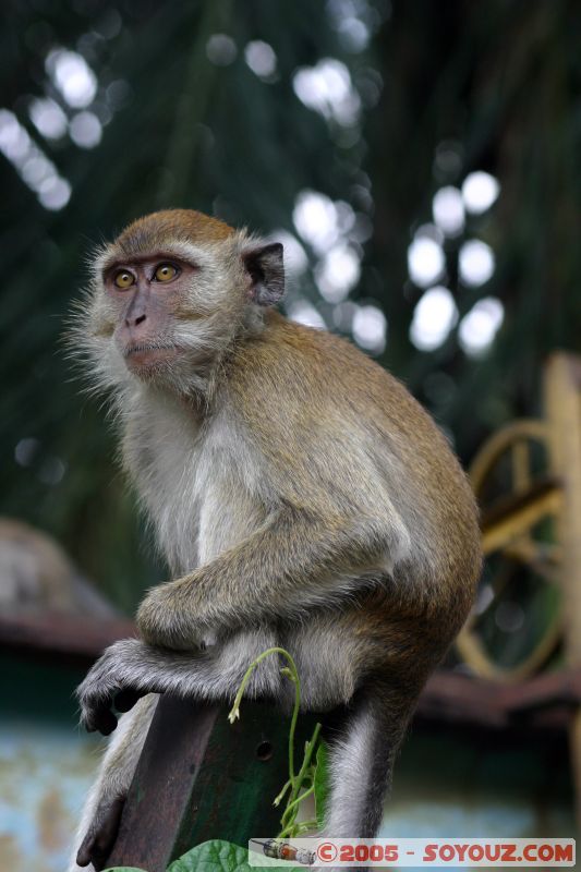 Singe en libérté à Lake Gardens
Free monkey in Lake Gardens
Mots-clés: Central Market Dataran Merdeka Federal Territory Kuala Lumpur Malaysia Masjid Negara Menara Petronas Twin Towers Twin Towers