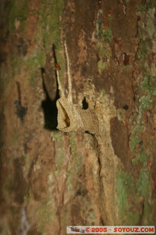 fourmis?
ants?
Mots-clés: Jungle Treking Kuala Tahan Malaysia Taman Negara canopy walkway tropical rain forest