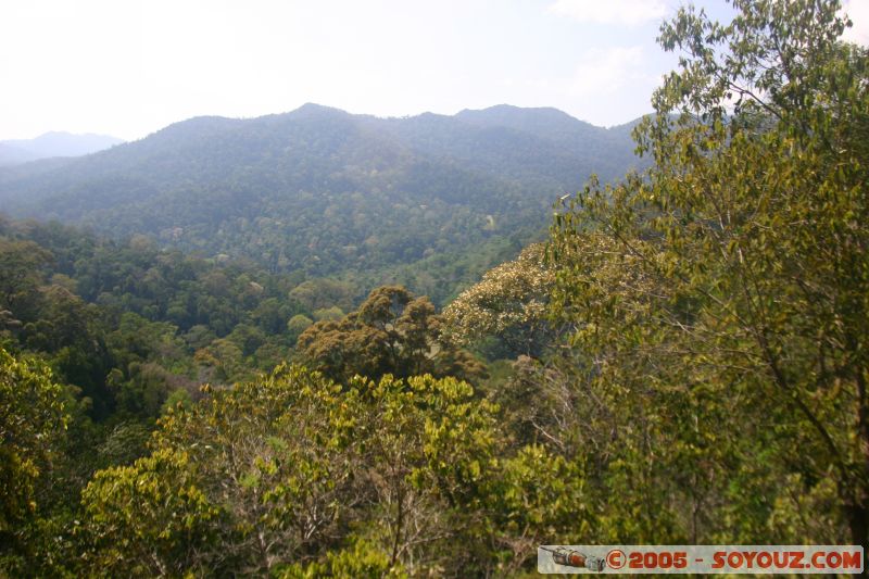 Vue sur le parc Taman Negara
View on Taman Negara park
Mots-clés: Jungle Treking Kuala Tahan Malaysia Taman Negara canopy walkway tropical rain forest
