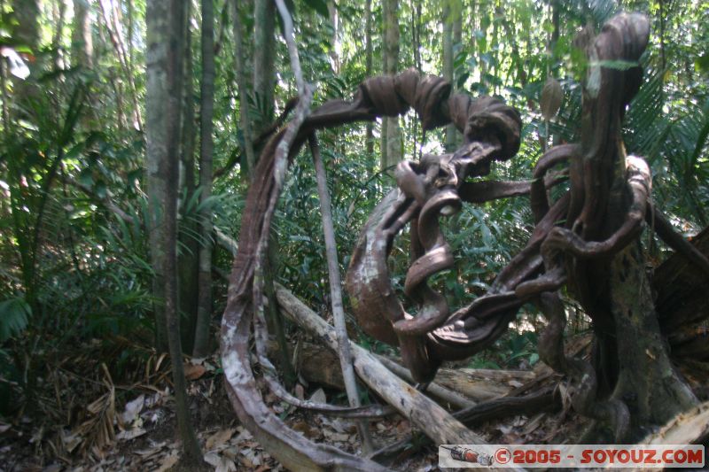 Tree
Mots-clés: Jungle Treking Kuala Tahan Malaysia Taman Negara canopy walkway tropical rain forest