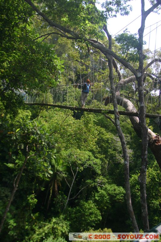 Mots-clés: Jungle Treking Kuala Tahan Malaysia Taman Negara canopy walkway tropical rain forest