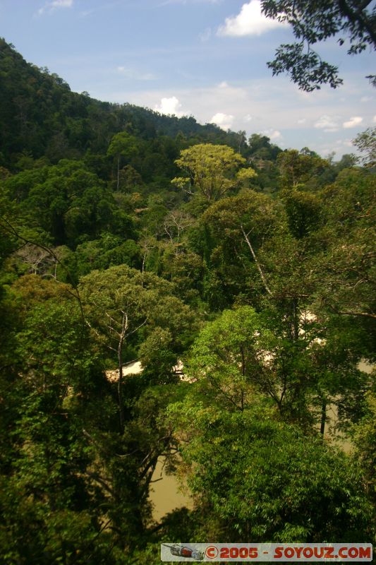 Mots-clés: Jungle Treking Kuala Tahan Malaysia Taman Negara canopy walkway tropical rain forest