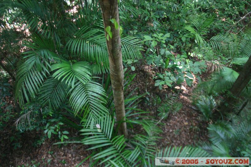 Mots-clés: Jungle Treking Kuala Tahan Malaysia Taman Negara canopy walkway tropical rain forest