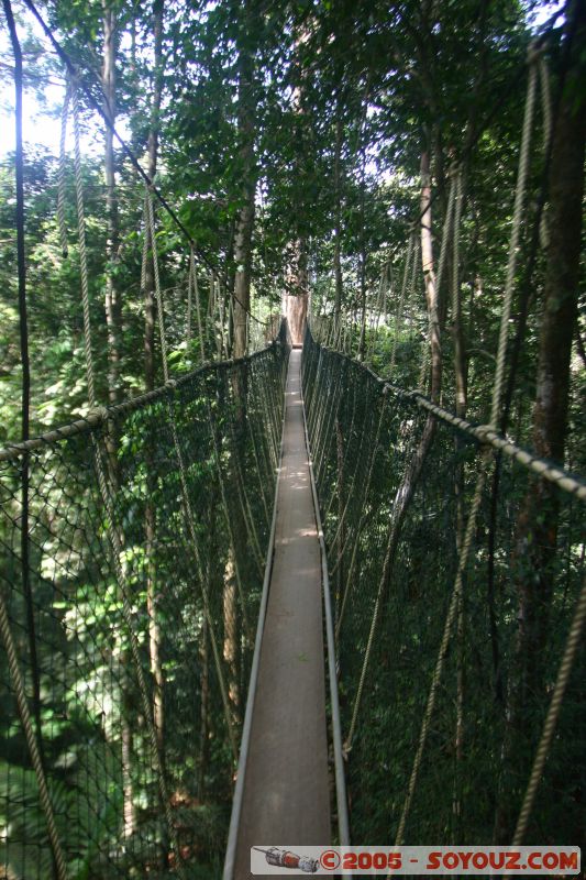 Canopy walkway
Mots-clés: Jungle Treking Kuala Tahan Malaysia Taman Negara canopy walkway tropical rain forest