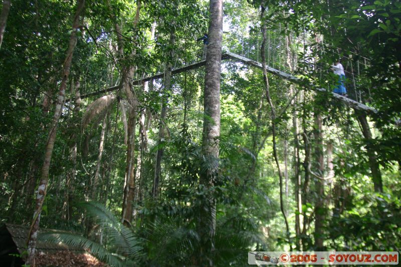 Canopy walkway
Mots-clés: Jungle Treking Kuala Tahan Malaysia Taman Negara canopy walkway tropical rain forest