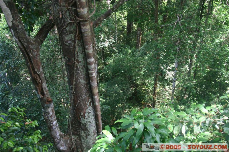 Mots-clés: Jungle Treking Kuala Tahan Malaysia Taman Negara canopy walkway tropical rain forest