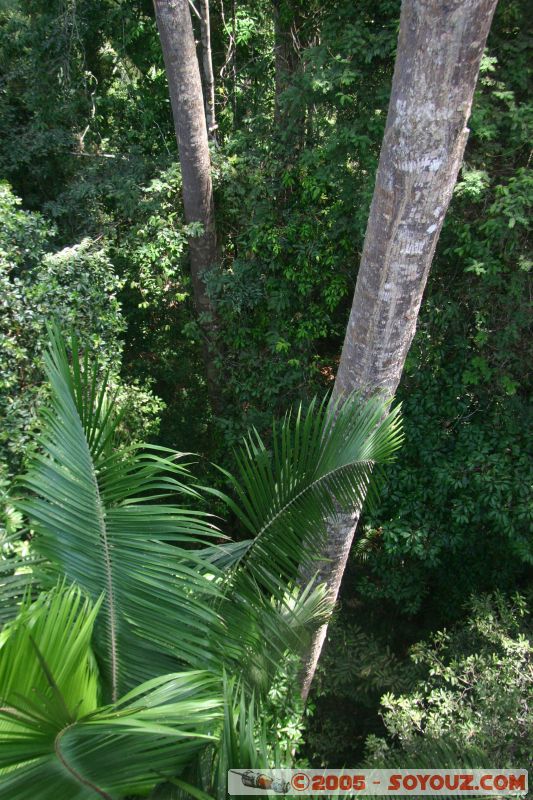 Mots-clés: Jungle Treking Kuala Tahan Malaysia Taman Negara canopy walkway tropical rain forest