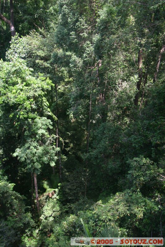 Mots-clés: Jungle Treking Kuala Tahan Malaysia Taman Negara canopy walkway tropical rain forest