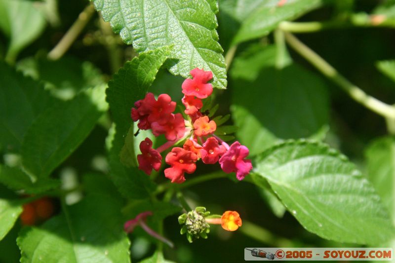 Flower
Mots-clés: Jungle Treking Kuala Tahan Malaysia Taman Negara canopy walkway tropical rain forest