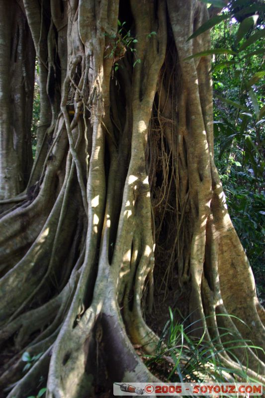 Jungle
Mots-clés: Jungle Treking Kuala Tahan Malaysia Taman Negara canopy walkway tropical rain forest