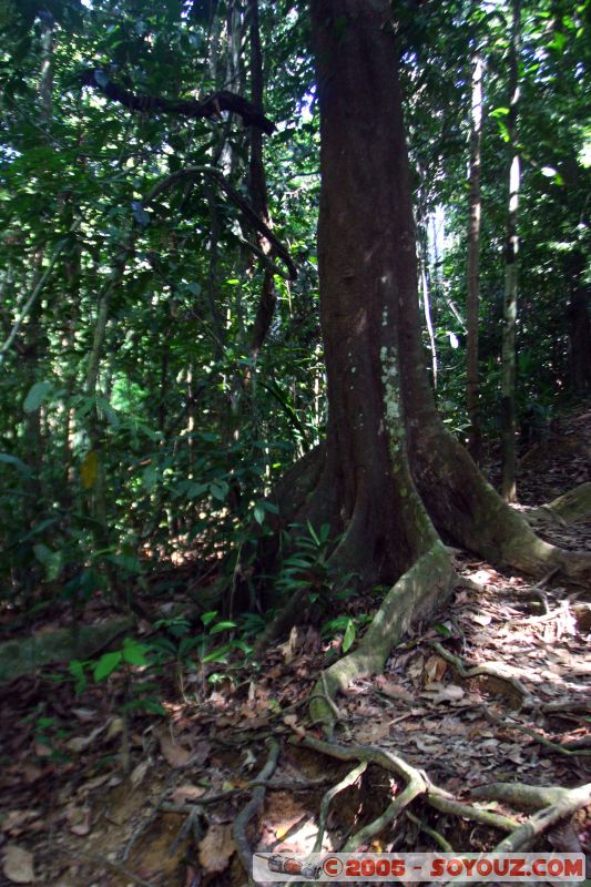 Jungle
Mots-clés: Jungle Treking Kuala Tahan Malaysia Taman Negara canopy walkway tropical rain forest