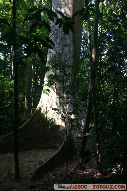 Jungle
Mots-clés: Jungle Treking Kuala Tahan Malaysia Taman Negara canopy walkway tropical rain forest