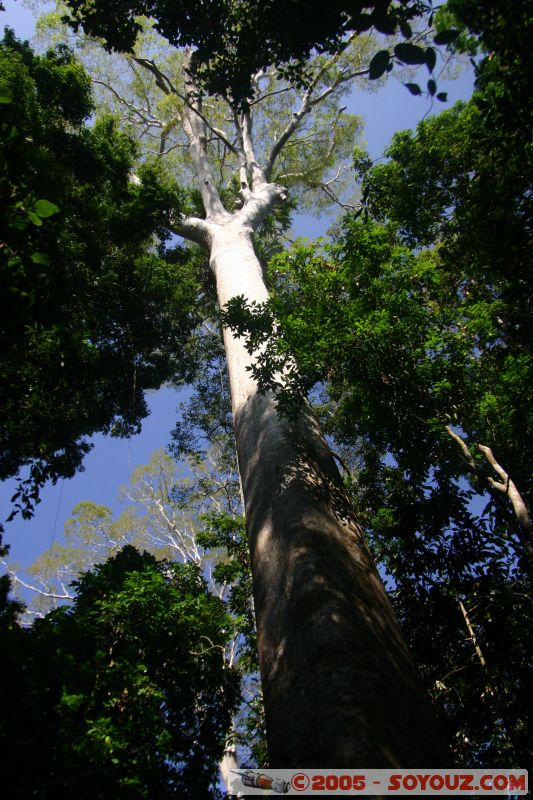 Jungle
Mots-clés: Jungle Treking Kuala Tahan Malaysia Taman Negara canopy walkway tropical rain forest