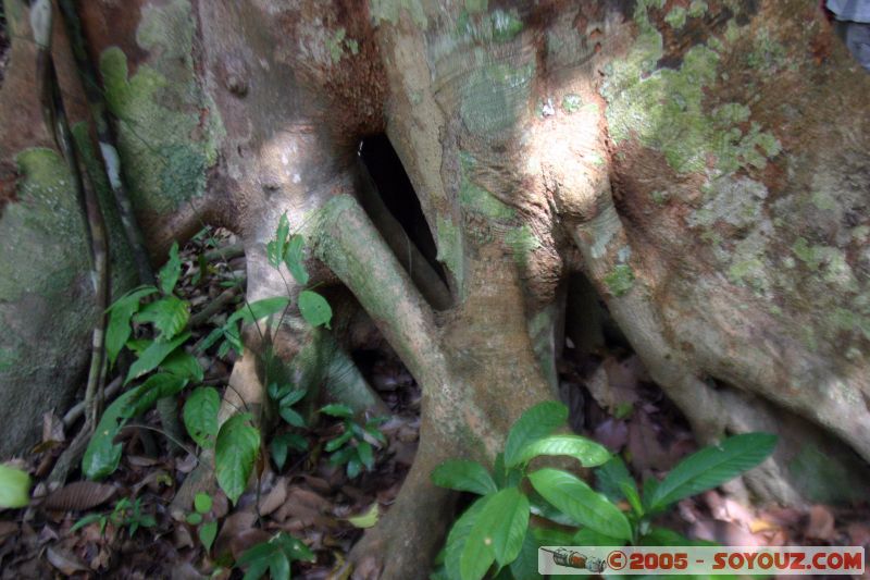 Jungle
Mots-clés: Jungle Treking Kuala Tahan Malaysia Taman Negara canopy walkway tropical rain forest