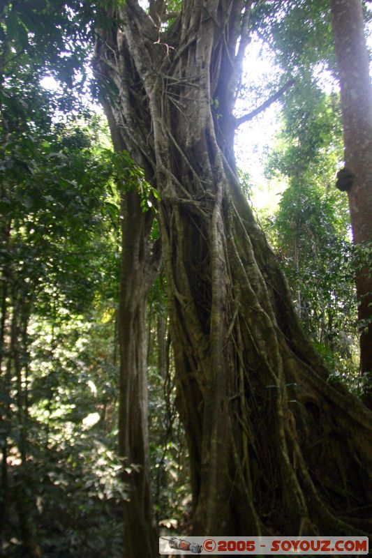 Jungle
Mots-clés: Jungle Treking Kuala Tahan Malaysia Taman Negara canopy walkway tropical rain forest