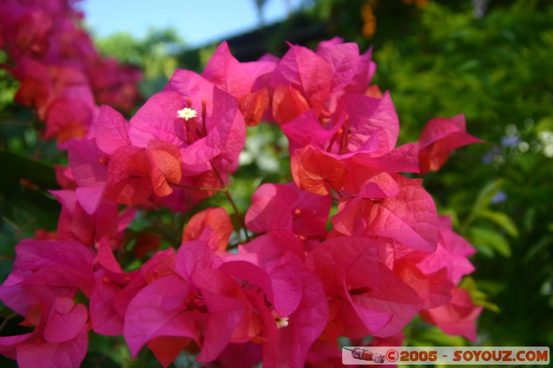 Flowers
Mots-clés: Kecil Malaysia Perhentian Islands beach diving paradis paradise plongés scuba