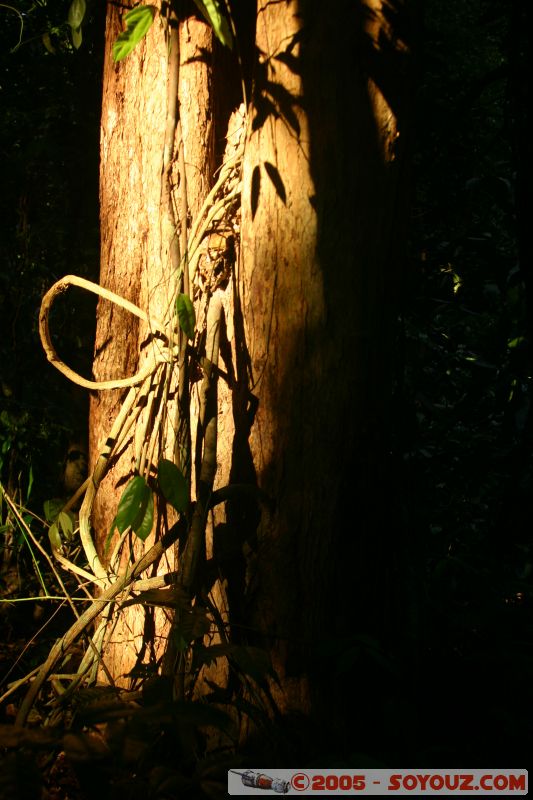 Tree in sunlight
Paulau Perhentian Kecil
Mots-clés: Kecil Malaysia Perhentian Islands beach diving paradis paradise plongés scuba