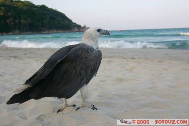 Aigle
Long Beach - Paulau Perhentian Kecil
Mots-clés: Kecil Malaysia Perhentian Islands beach diving paradis paradise plongés scuba