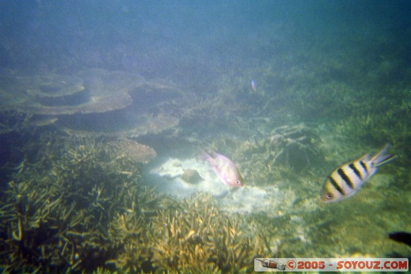 Mots-clés: Kecil Malaysia Perhentian Islands diving paradis paradise plongés scuba